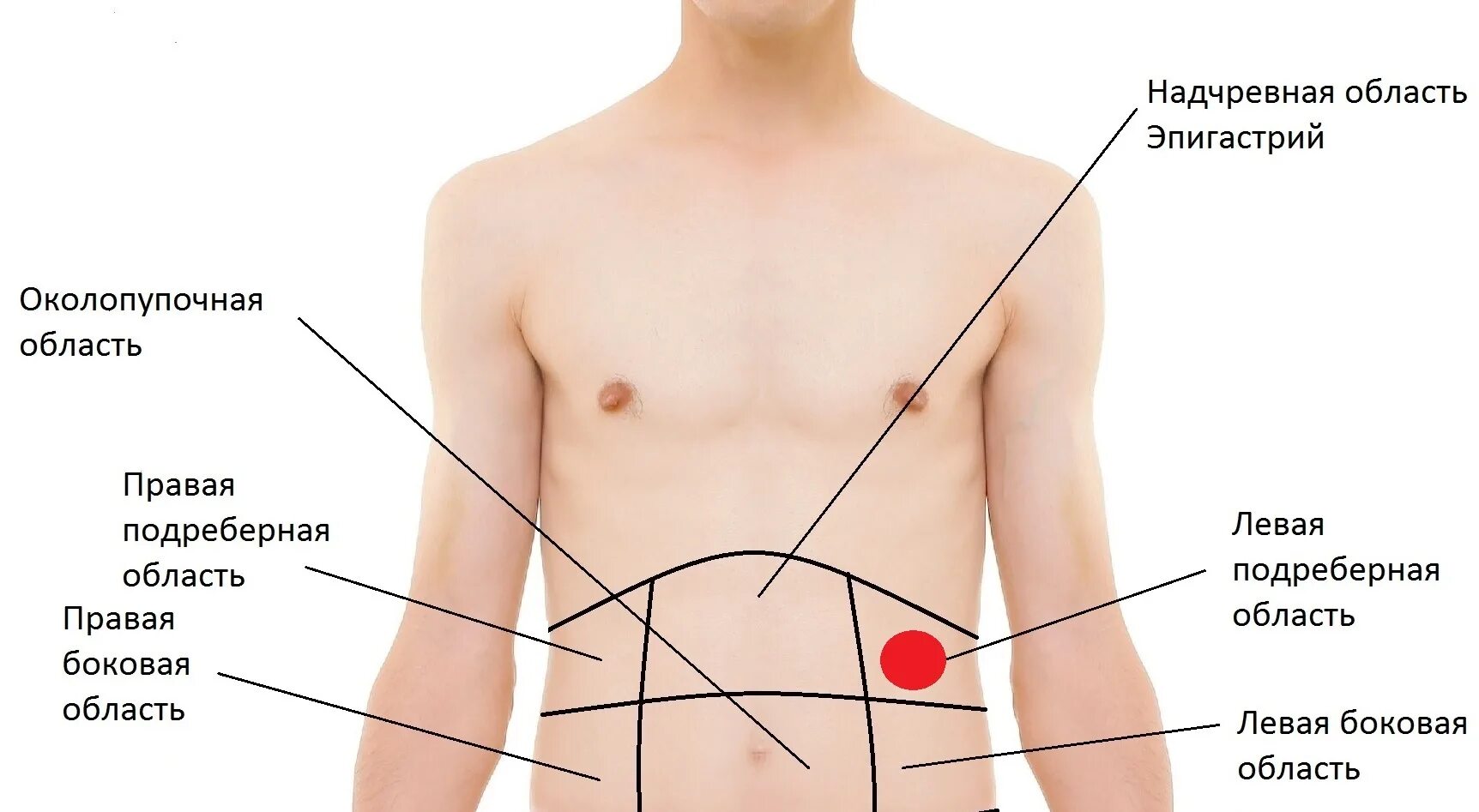 Эпигастральной (подложечной) области. Эпигастральная подложечная область болит. Эпигастральная область где. Эпигастральная область желудка болит. Эпигастрии справа
