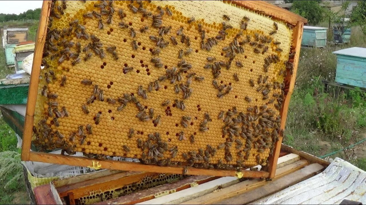 Как получить пчелиную соту