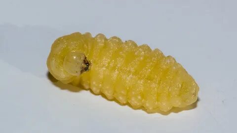 Larva личинка