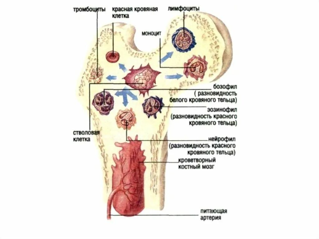 Клетки крови образующийся в костном мозге