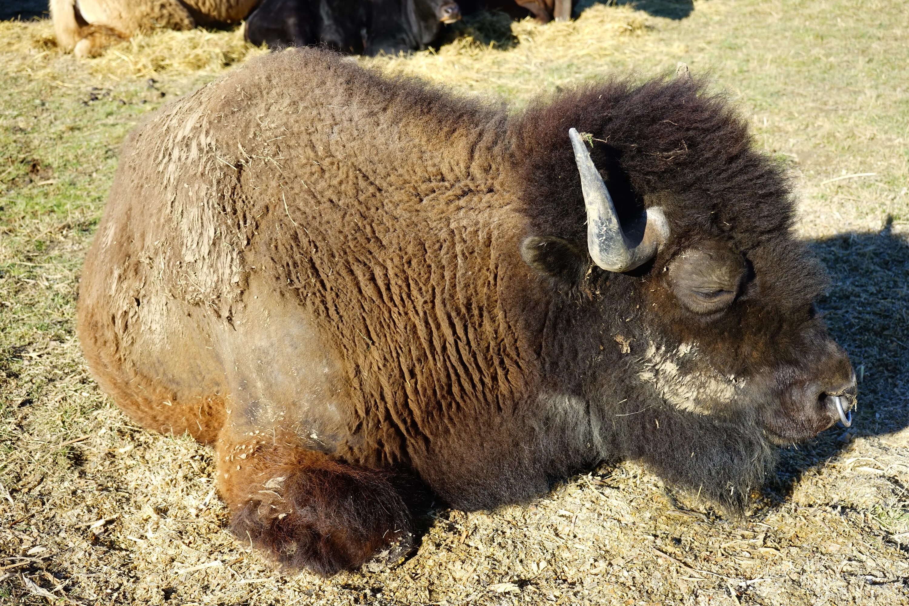 Шкура бизона. ЗУБР Bison bonasus. Копыто бизона. Бизон самка.