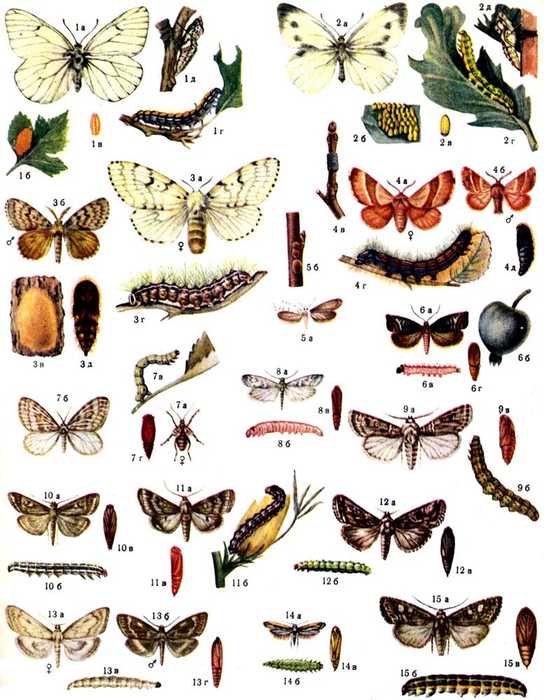 Название рисунков бабочки. Бабочки. Разнообразие бабочек. Бабочки и их названия. Куколки бабочек разные виды.