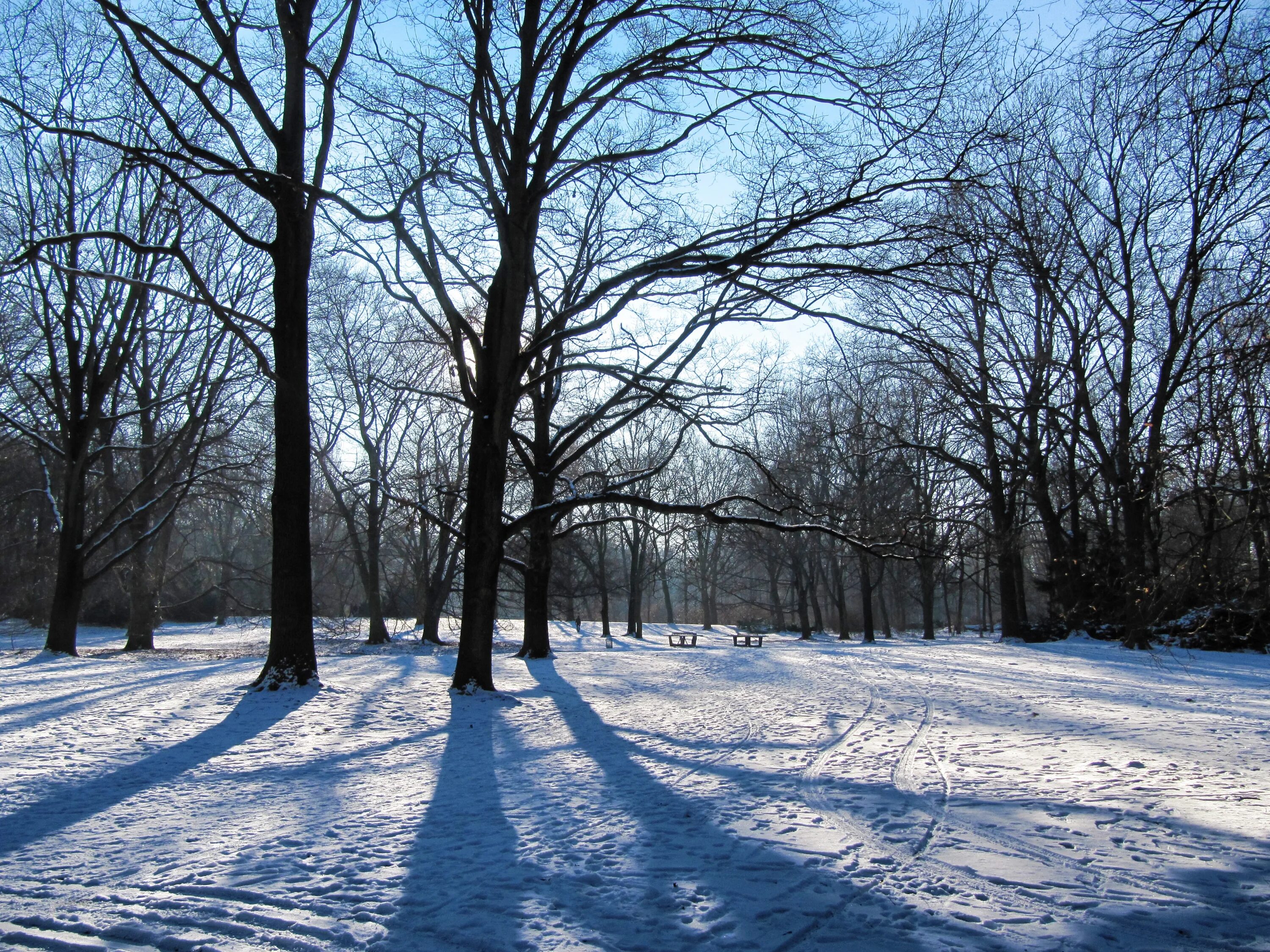 Почему без снега. Tiergarten Berlin зимой. Терлецкий парк зимой. Расторгуевский парк зима. Зима парк деревья.