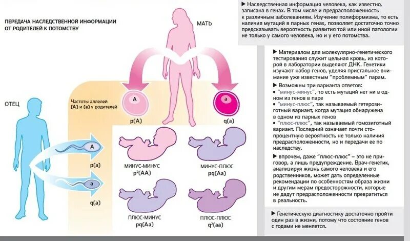 Генетика от родителей к детям. Что передается по наследству от отца. Передаются ли гены по наследству. Передача наследственного заболевания генетическая схема. Гены отца передаются сыну