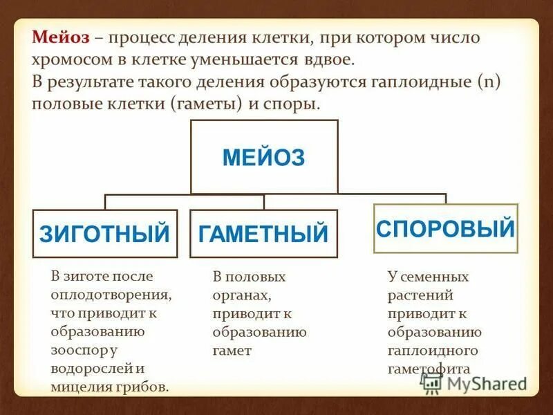 типы деления клеток амитоз. 3 типа мейоза. способы деления клетки таблица. 3 типа мейоза. типы мейоза.