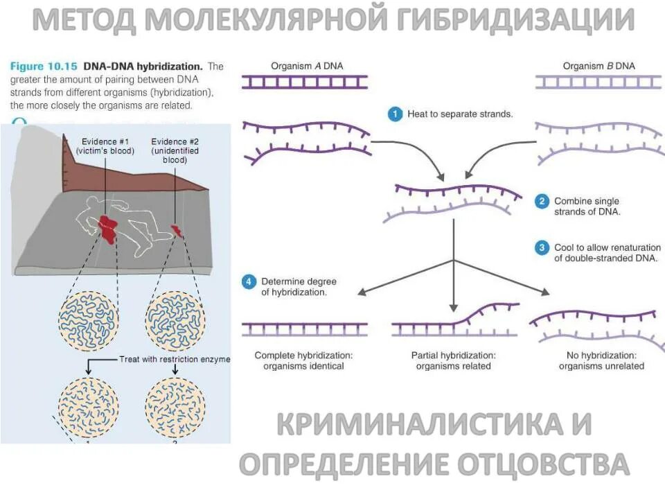 Схема метода молекулярной гибридизации. Метод молекулярной гибридизации схема. Молекулярная гибридизация принцип метода. Метод молекулярной гибридизации схема зонды.