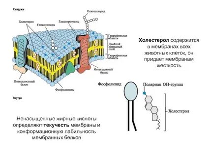 Кислоты мембраны