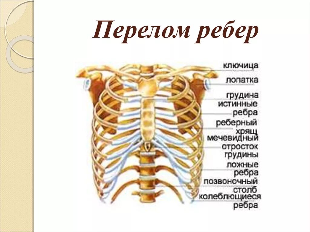 Перелом ребра строение ребер. Строение грудной клетки спереди. Грудная клетка анатомия 10 ребро.