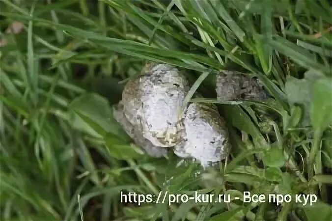 Помет птиц белый