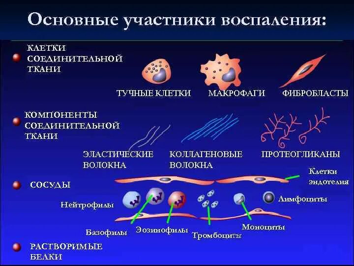 Лейкоциты и фагоциты в иммунитете. Макрофаги это лейкоциты. Клетки участники воспаления. Клетки участвующие в воспалительной реакции. Макрофаги и нейтрофилы