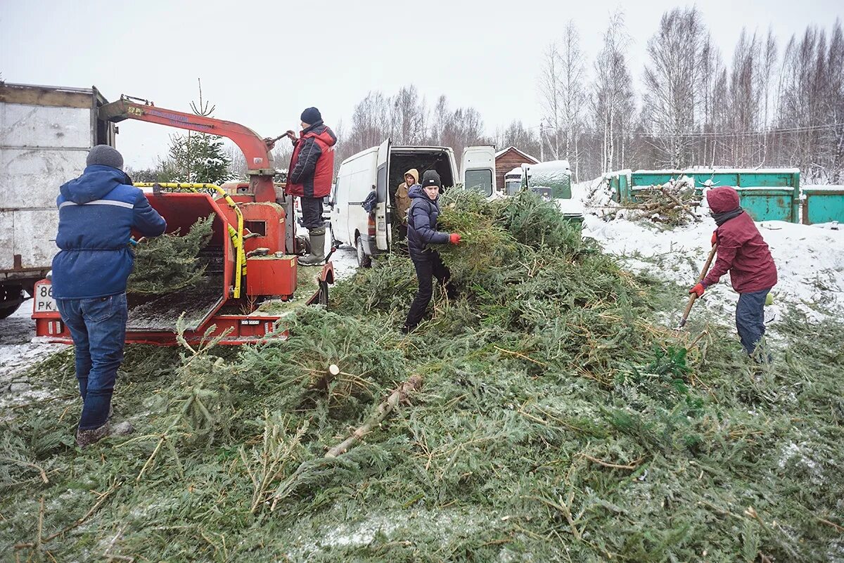 Ёлочный базар кронштадт. Пункты приема елок в санкт петербурге. Пункт приема елок в москве. Пункт сбора елок в москве. Пункты утилизации елок.