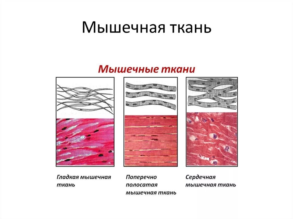 Гладкая мышечная ткань изображение клетки ткани. Гладкая поперечно-полосатая и сердечная мышечная ткань таблица. Схема строения гладкой мышечной ткани. Строение гладкой и поперечно полосатой ткани. Сердечная мышечная ткань рисунок