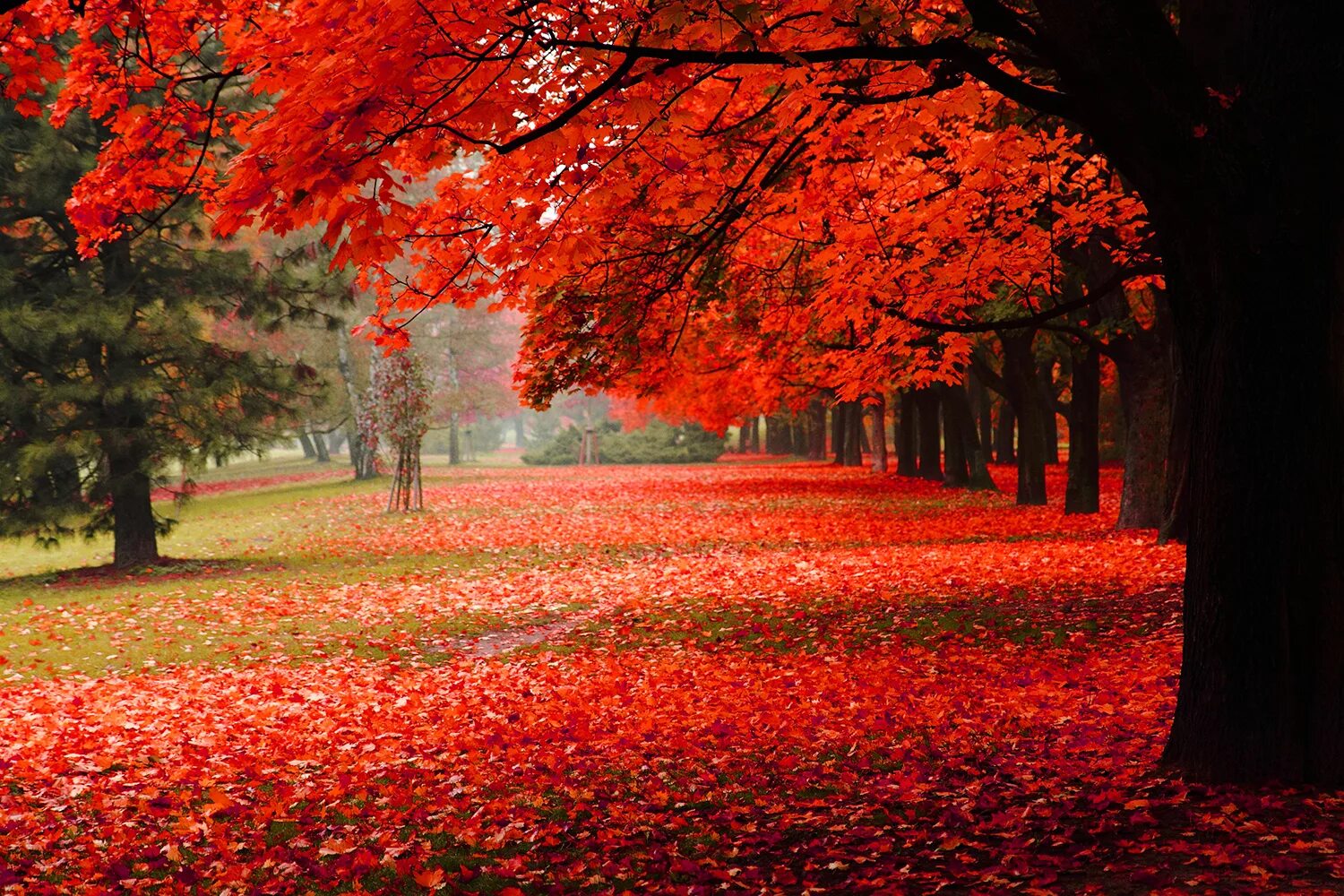 Red scene. Осень. Красивая осень. Багряная осень. Осенние обои.