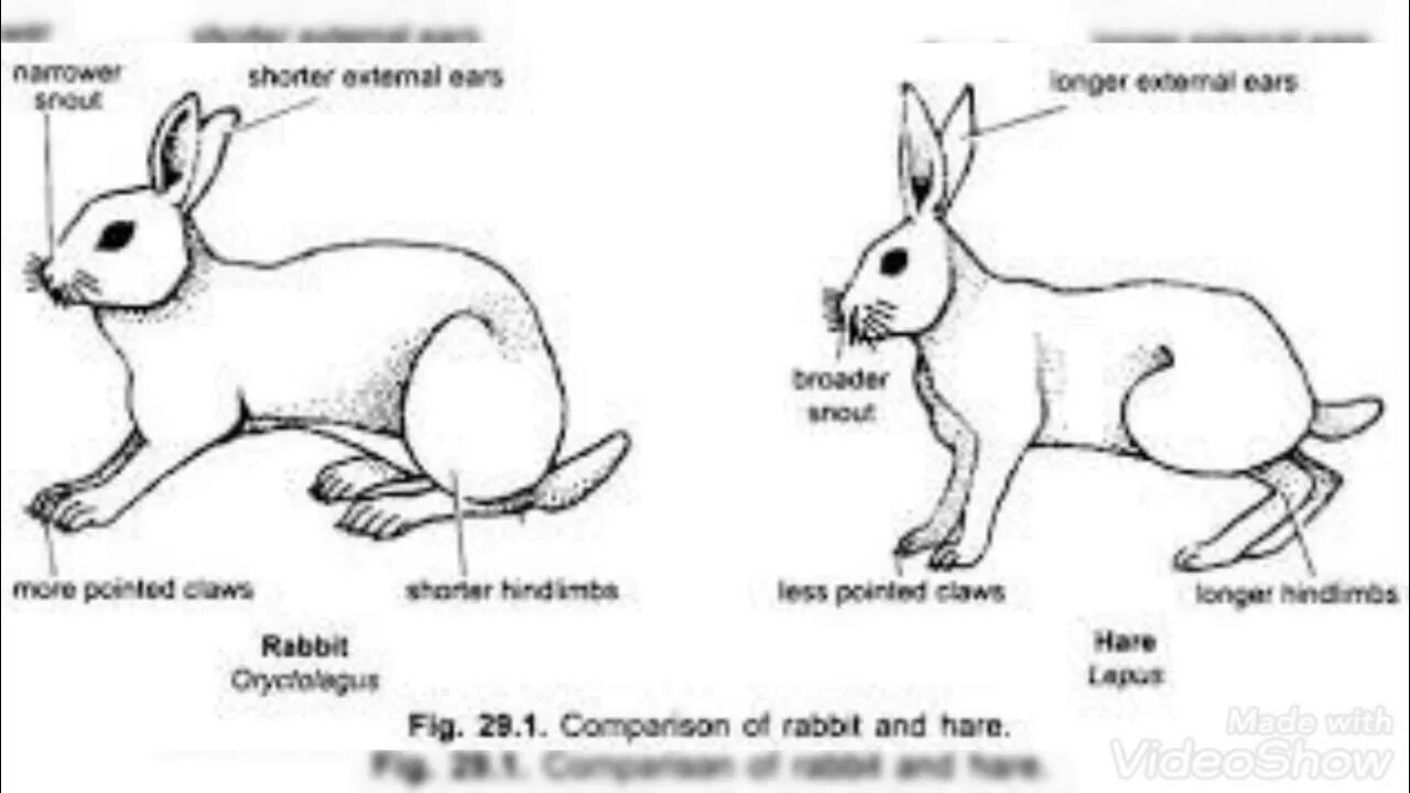 Rabbit Hare разница. Hare and Rabbit difference. Bunny Hare Rabbit разница. Bunny Rabbit разница. Fast hare перевод