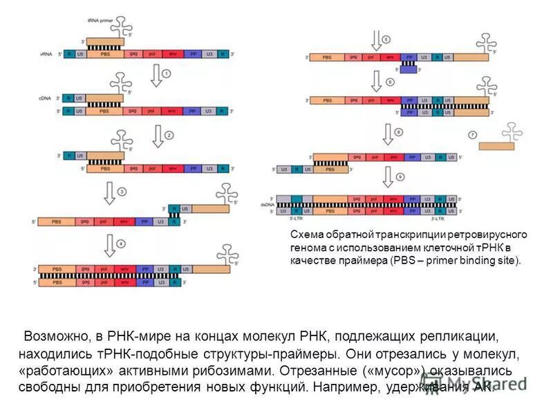 Транскрипция генома. ПЦР РНК схема. Обратная транскрипция у вирусов схема. Механизм обратной транскрипции ретровирусов. ПЦР С обратной транскрипцией схема.