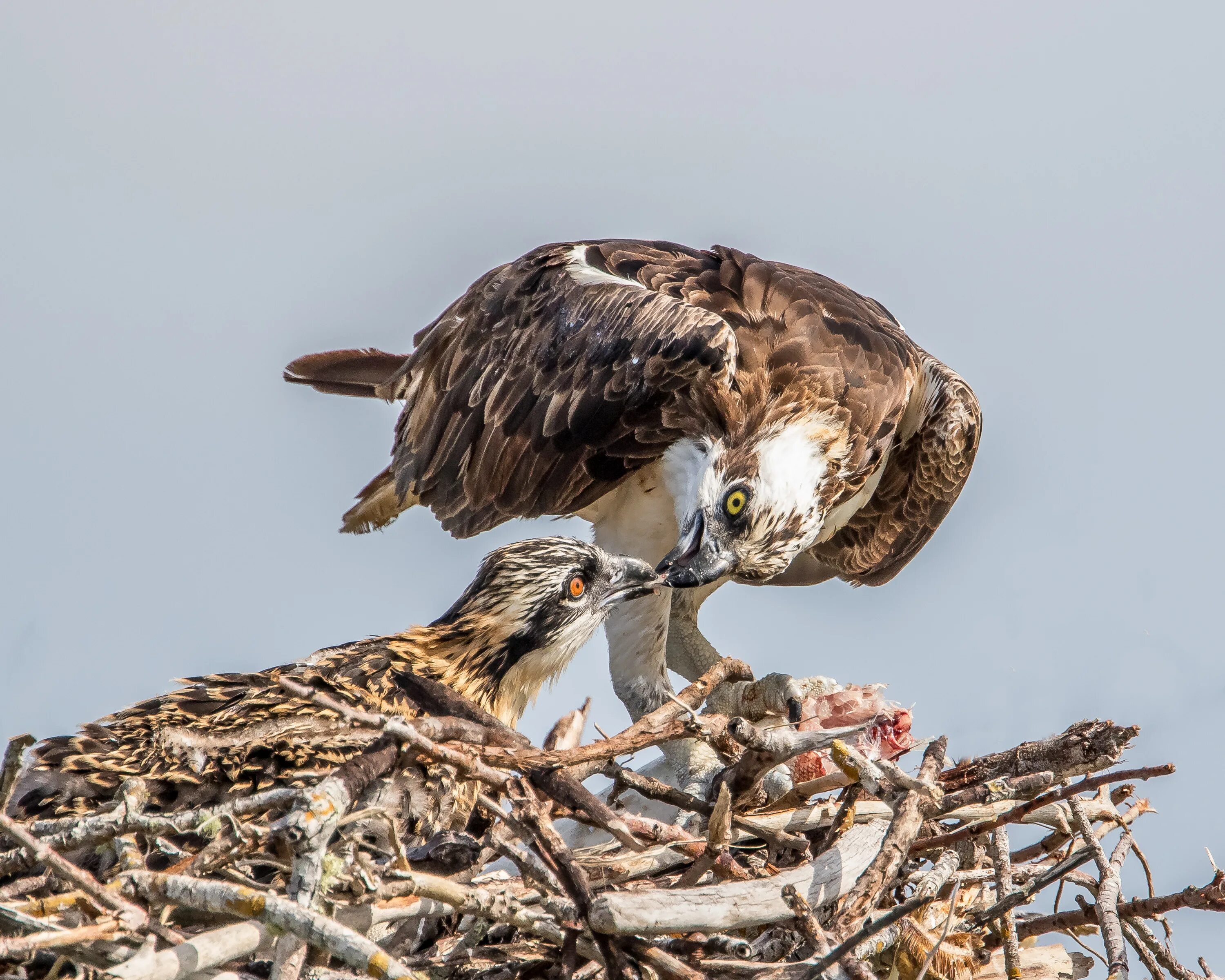 Птица Скопа в гнезде. Скопа птенец. Скопа самка. Скопа Pandion haliaetus (3б). Сонного орла вид связи