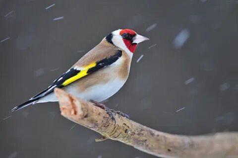 European goldfinch 