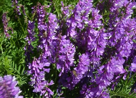 Plant wiki