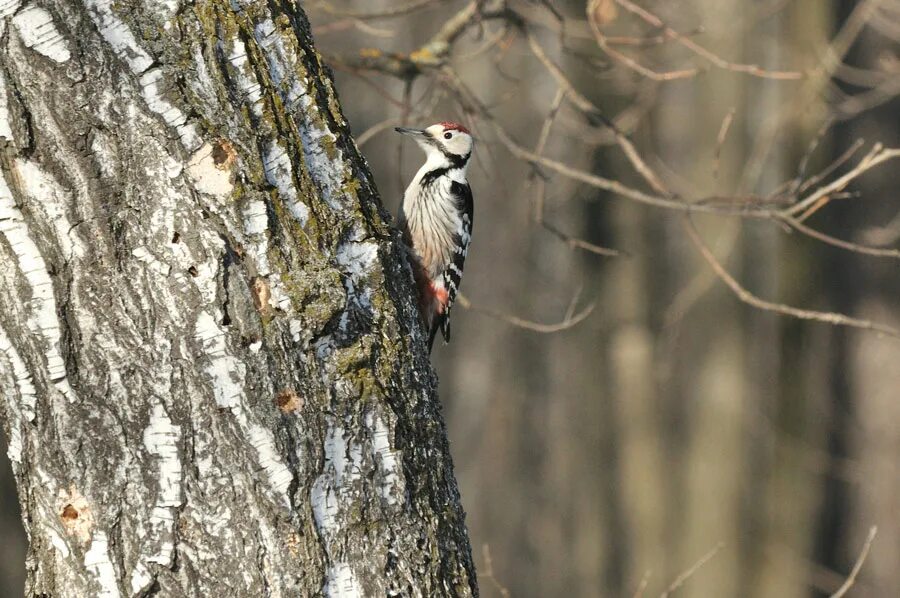 Сосновый дятел. Дятел трехпалый бузулукский бор. Дупло дятла. Канада красногрудый дятел. Дятел сосун.