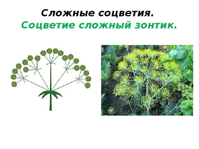 Тип соцветия гороха. Класс двудольные семейство бобовые стебель. Тип соцветия гороха. Семейство мотыльковые бобовые формула цветка. Семейство бобовые класс двудольные цветок.