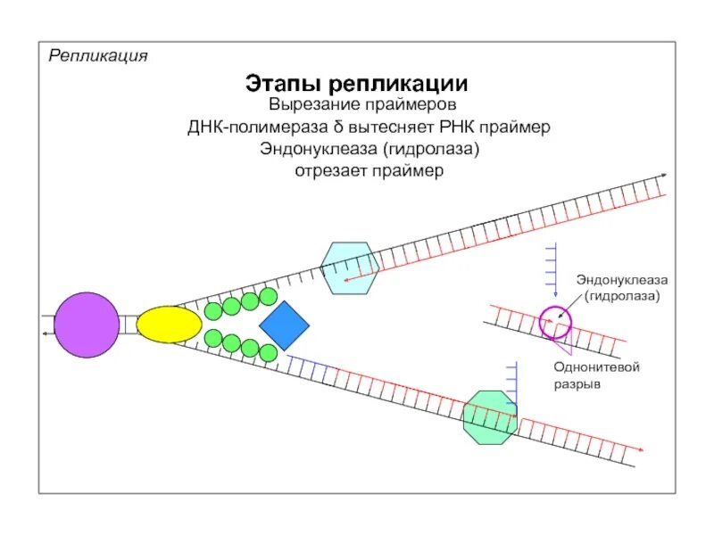 Инициация элонгация терминация репликации ДНК. ДНК полимераза репликация ДНК. Этапы репликации инициация терминация элонгация. Этапы репликации отстающей цепи. 3 этапа репликации