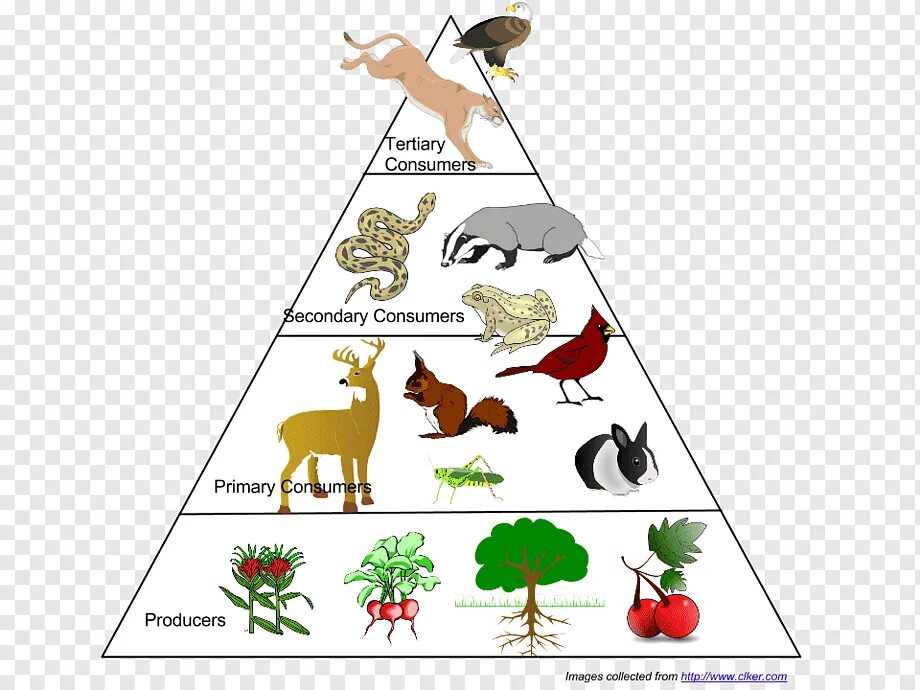 Название каждого звена пищевой цепи. Экологическая пирамида лиственного леса. Трофические цепи, экологические пирамиды.. Пищевая экологическая ,трофическая пирамида. Экологическая пирамида биомассы в лесу.