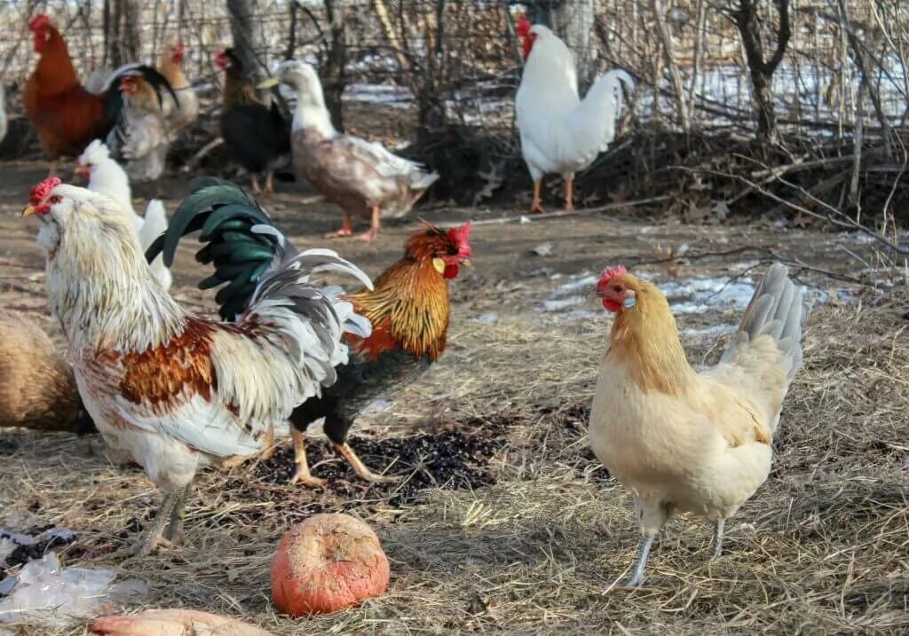 Куры Беларусь. Белорусская курица. Порода белорусских куриц. Белорусские породы кур. Курица на белорусском