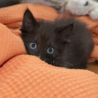 Маленький черный котенок
