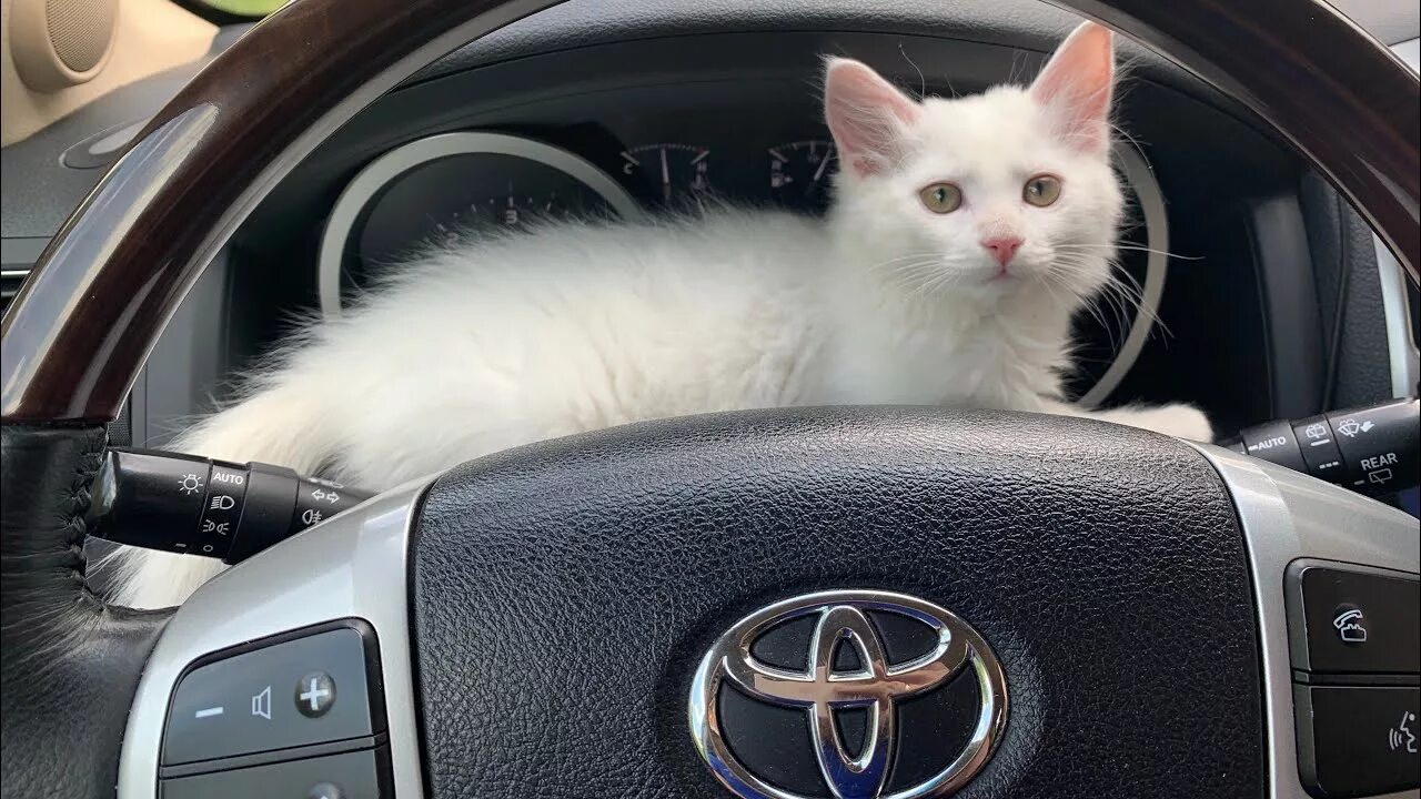 Включи котэ машина. Котенок за рулем. Кошка в автомобиле. Рыжий кот гараж. Машины с котами.