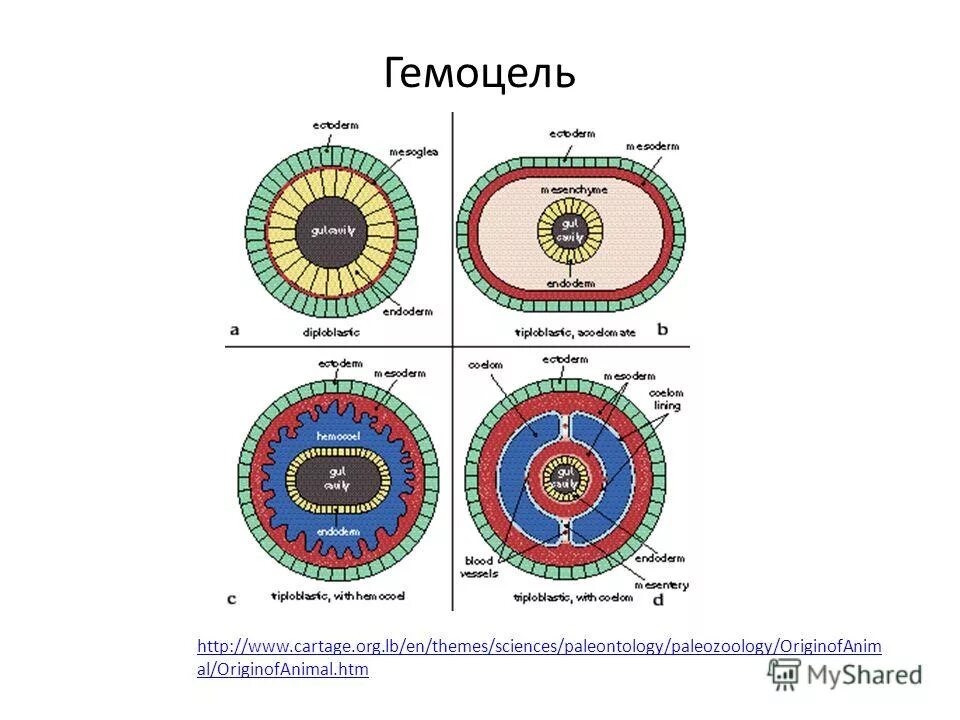 Полость тела не разделена перегородками