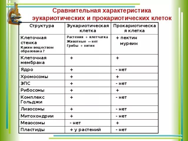 Сходство и различие прокариот. Сравнение клетки прокариот и эукариот таблица клеточная. Строение прокариотической и эукариотической клетки таблица. Строение клеток прокариот и эукариот таблица. Различие клеток прокариот и эукариот таблица.