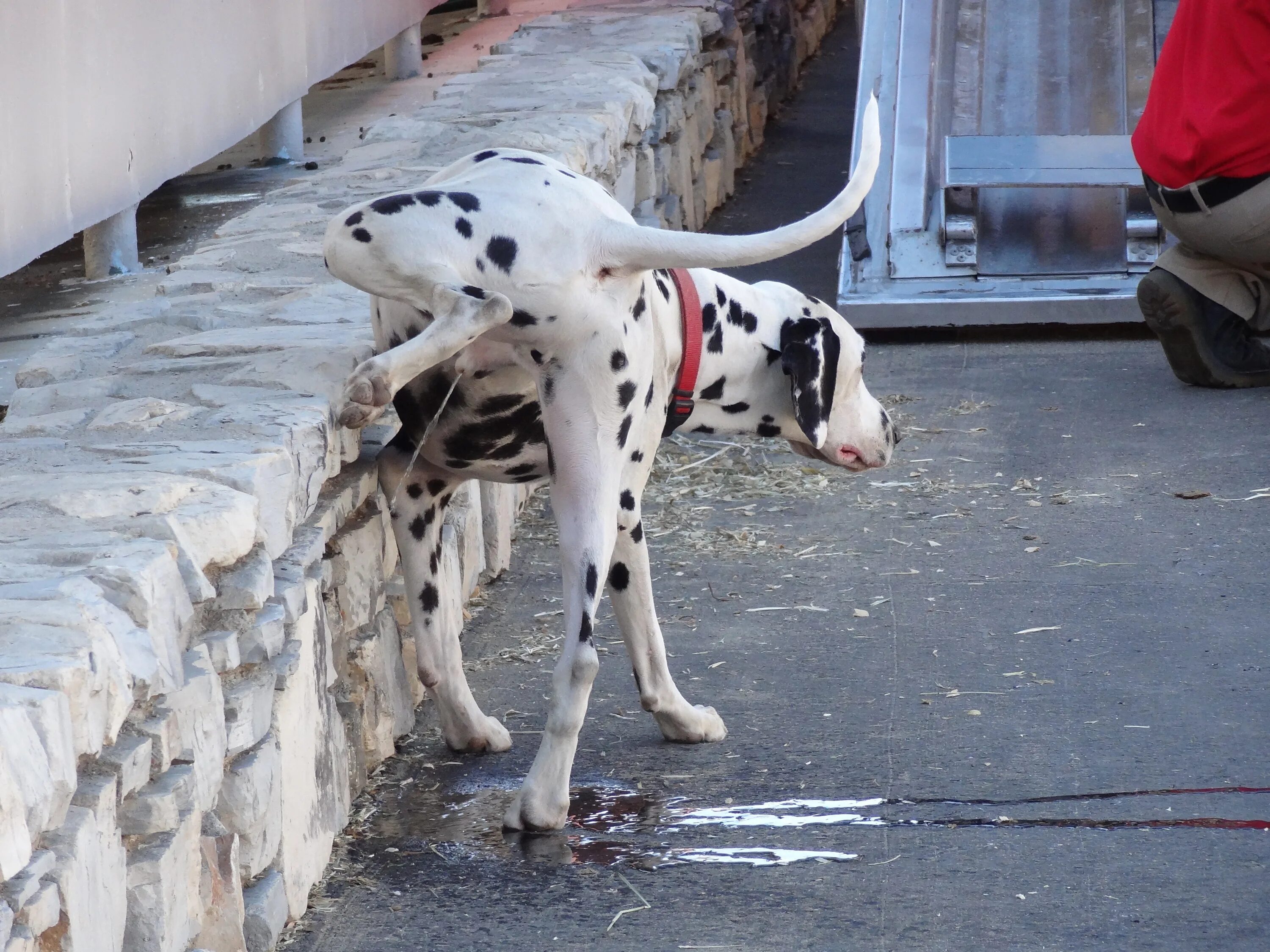 Dog piss. Собака писает. Собачка метит. Кобель метит.