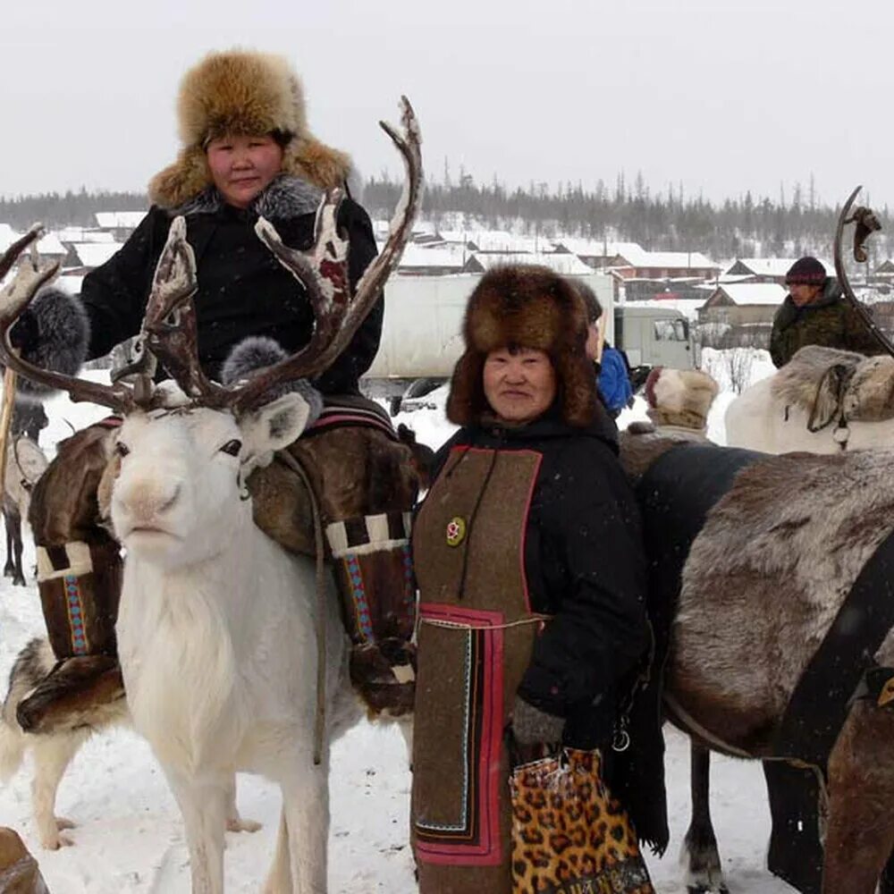Проблемы малочисленных народов севера. Проблемы малочисленных народов севера. Ненцы оленеводы. Аксарка стойбище оленеводов. Ненцы и якуты.