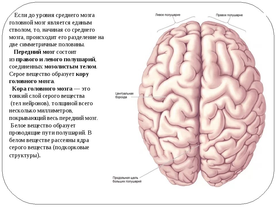 Строение больших полушарий головного мозга у хищников. За что отвечают большие полушария головного мозга у человека. Биология 9 класс большие полушария головного мозга. До какого уровня головной мозг является единым стволом?. Из какой ткани состоит мозг.