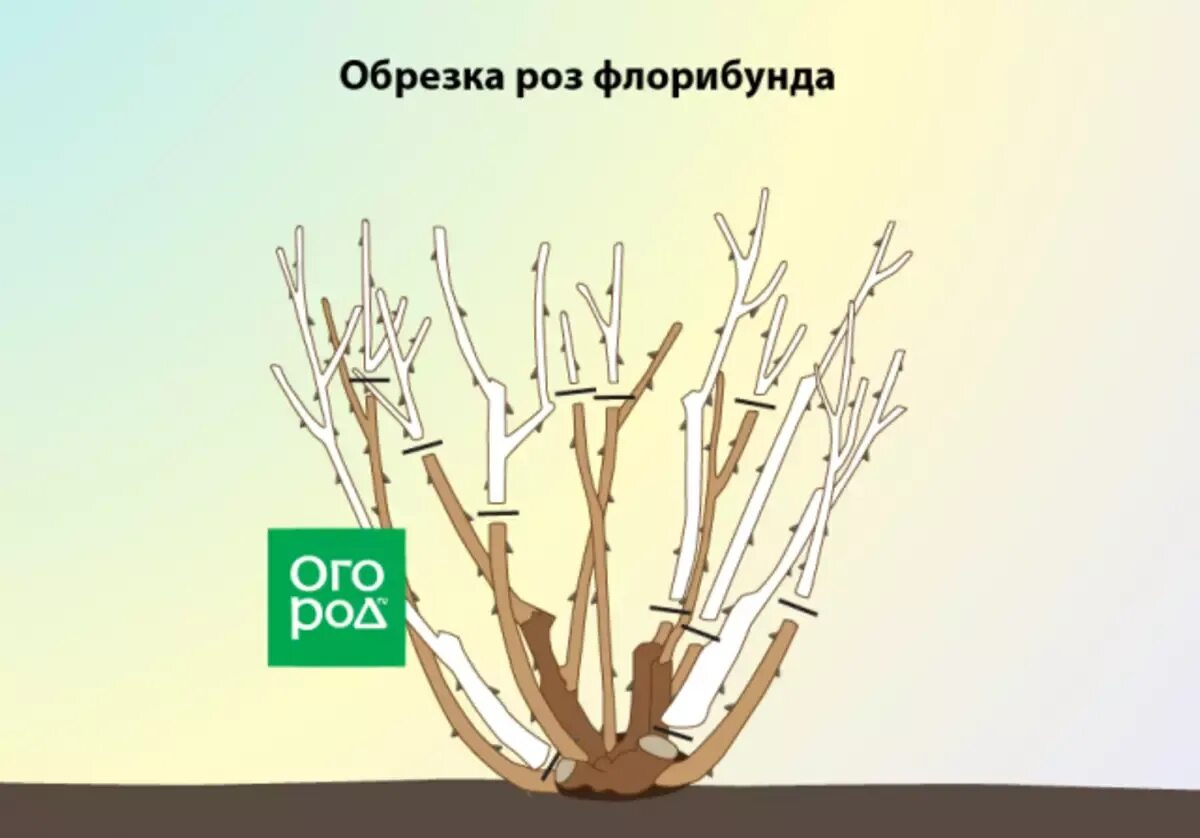 Как обрезать розу весной для начинающих. Весенняя обрезка роз флорибунда. Обрезка роз флорибунда осенью. Обрезка роз флорибунда весной. Обрезка роз флорибунда на зиму.