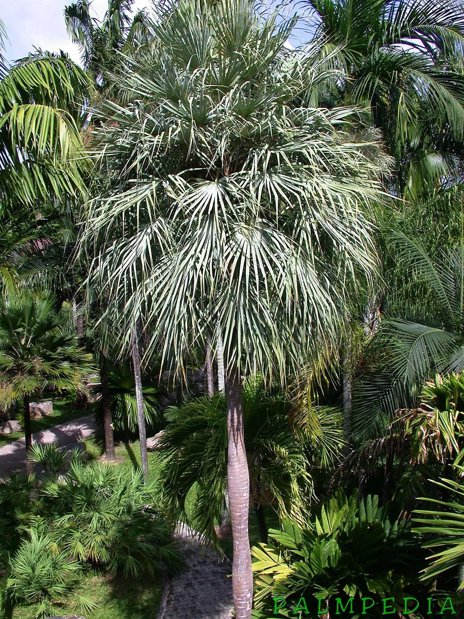 Copernicia prunifera. Дерево карнауба. Бразилия пальма карнауба. Пальмы copernicia cerifera. Восковая пальма карнауба.