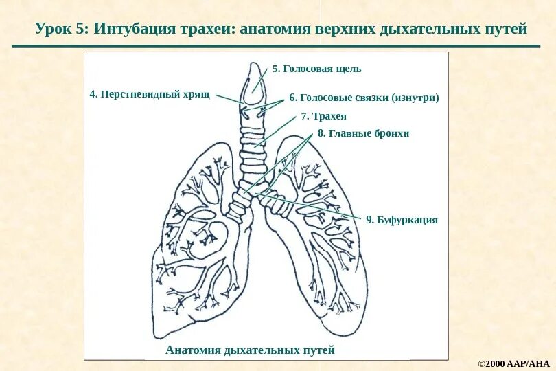 Строение дыхательной системы млекопитающих. Схема строения легких. Строение легких млекопитающих. Строение легкого млекопитающего.