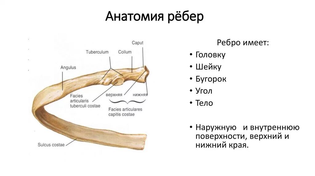 Матрица дискретная математика. Каждое ребро имеет. Строение грудины и ребер. Строение истинного ребра. Строение небра анатомия.