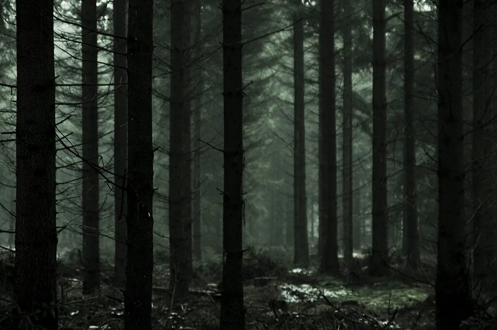 Dark Wood. Dark Forest. The Woods collection Dark Forest.