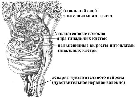 Тельце мейснера