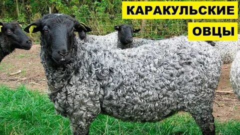 Қара грузин пизкасы