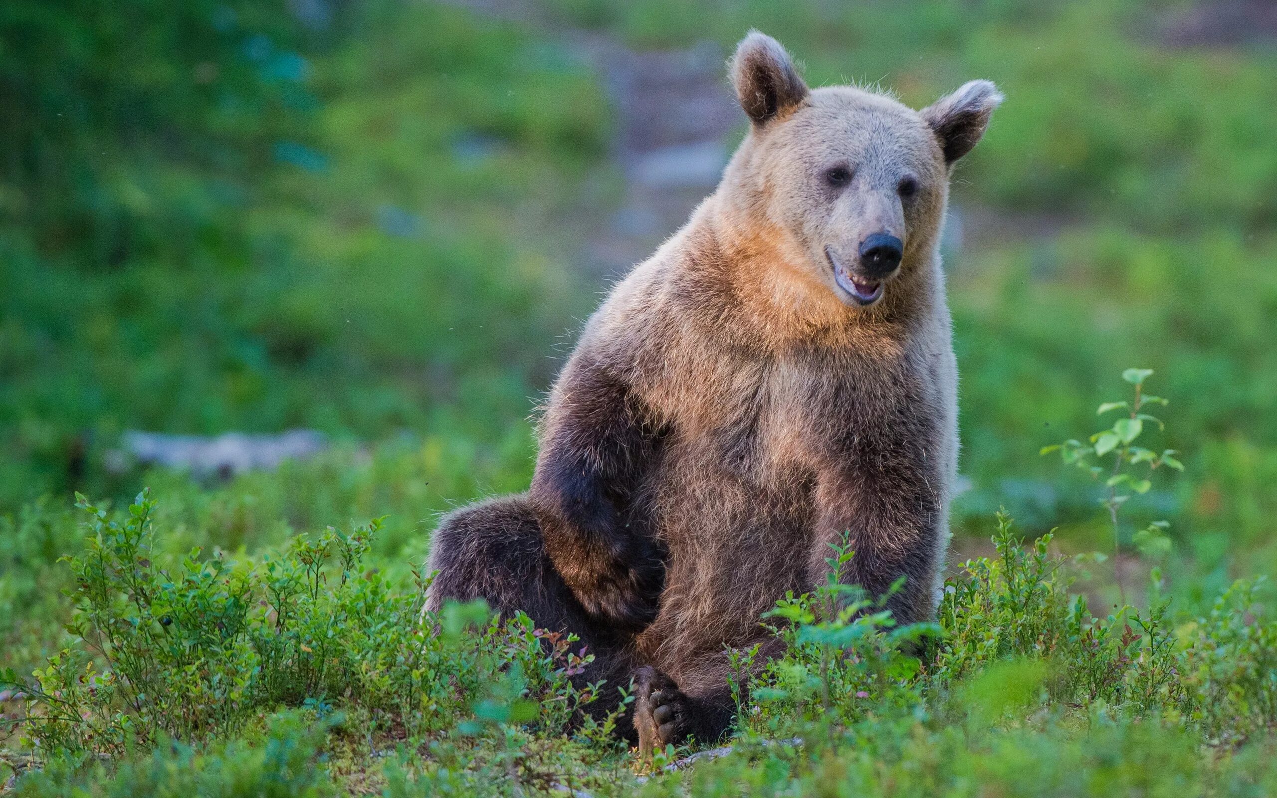 Бурый медведь. Бурый медведь Пестун. Европейский бурый медведь. Бурый медведь с медвежатами. Форма бурого медведя