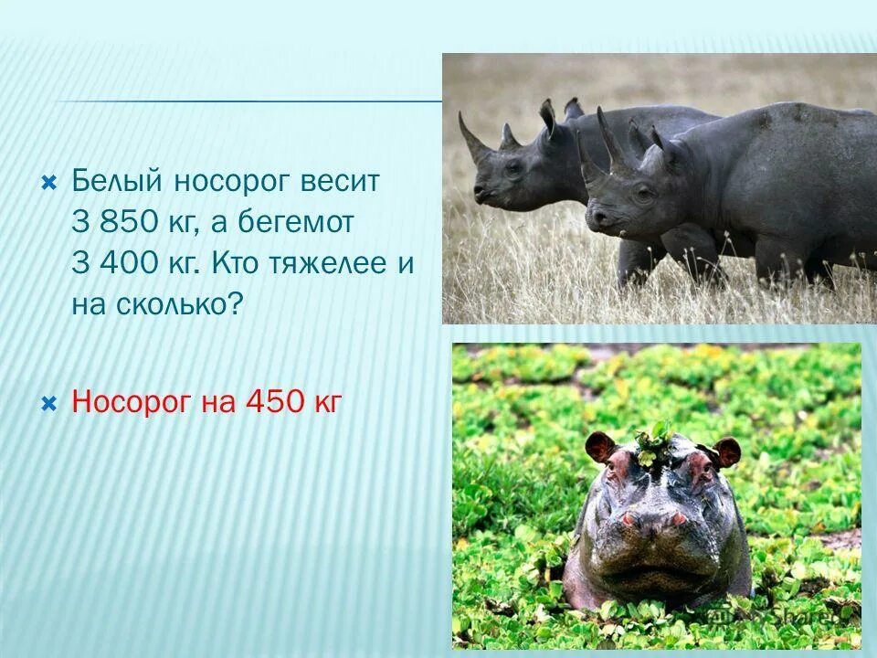 Носорог масса тела. Белый носорог вес. Носорог интересные факты. Носорог вес. Носорог.