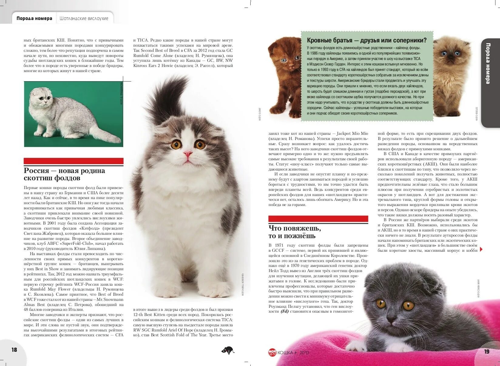 Стандарты шотландских вислоухих кошек. Шотландская короткошёрстная кошка вислоухая. Шотландский кот от британского. Шотландская кошка стандарты породы. Стандарт породы кошек скоттиш фолд.
