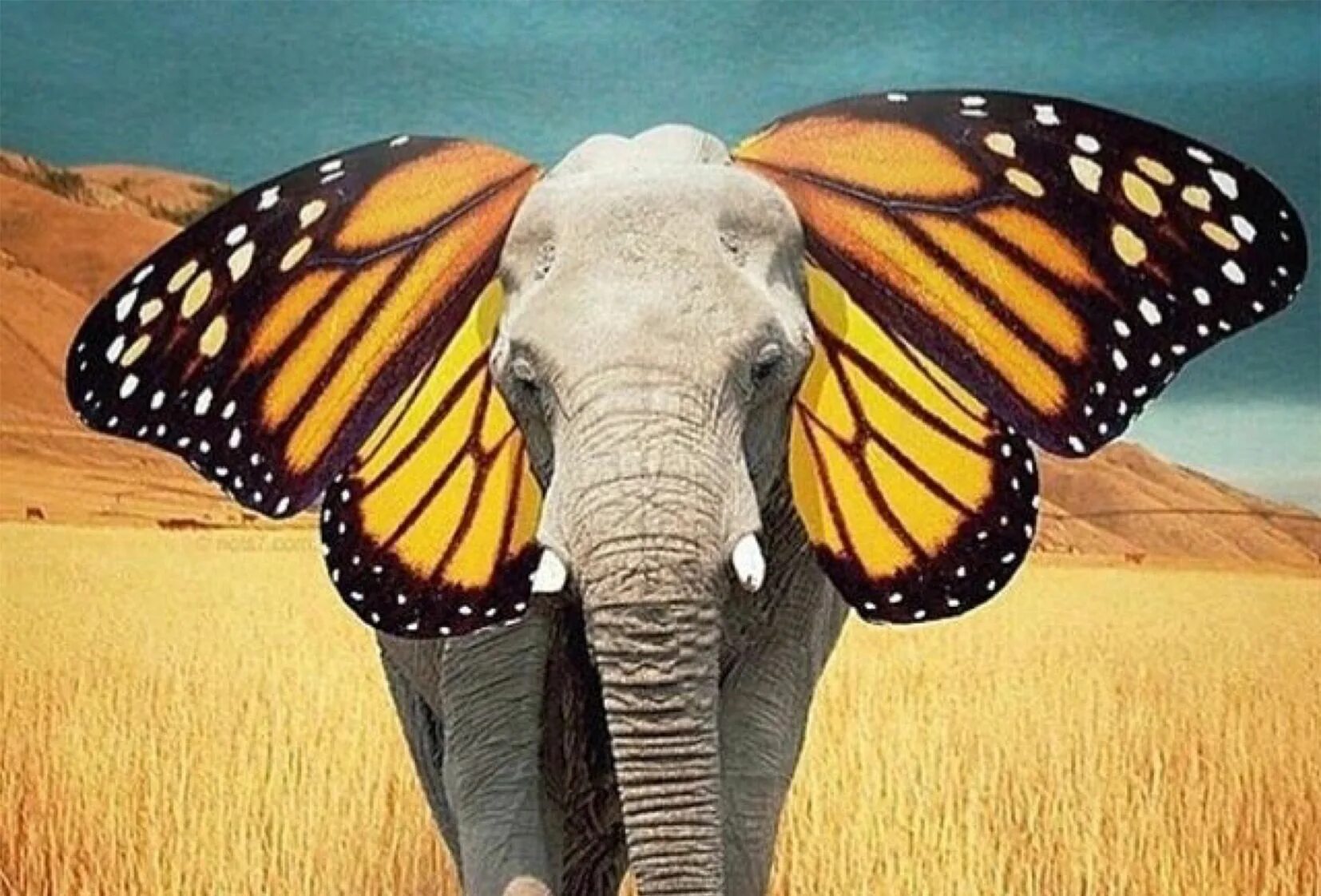 Что самое главное между бабочкой и слоном. Слон бабочка. Слон с ушами бабочки. Слоновая бабочка. Слон с крыльями бабочки.