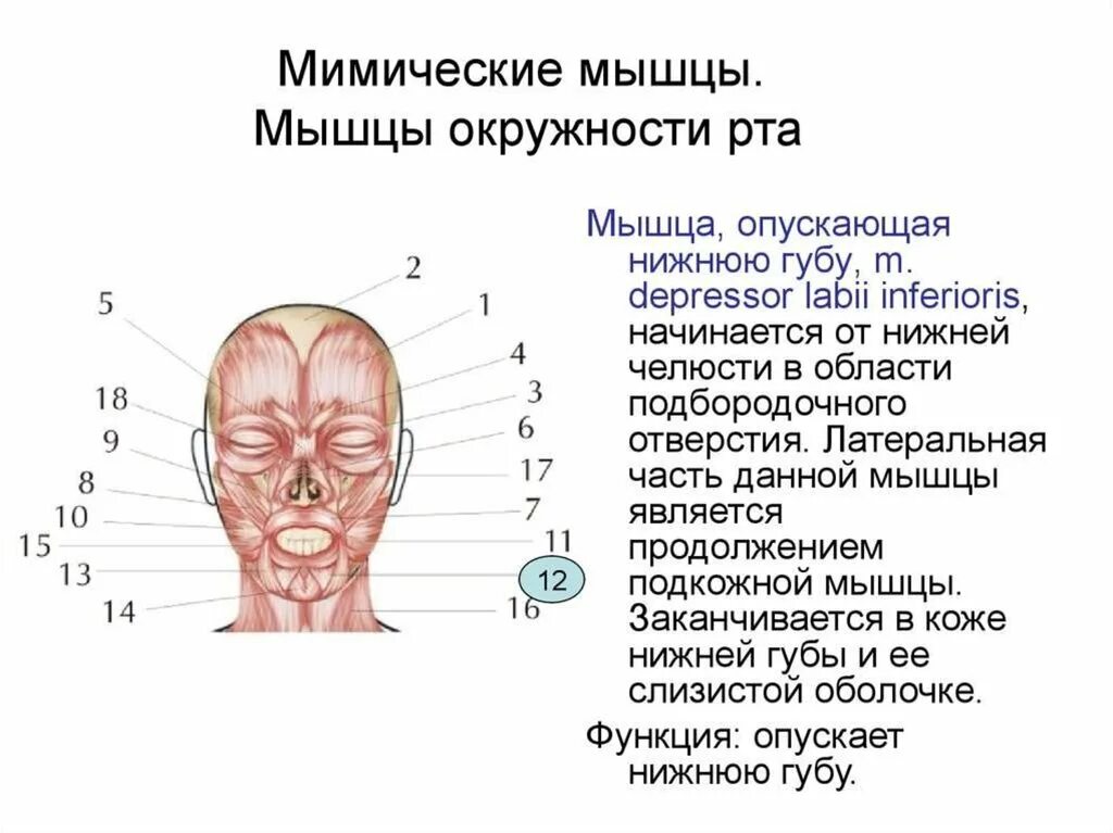Функции мимических мышц. Функции мимических мышц