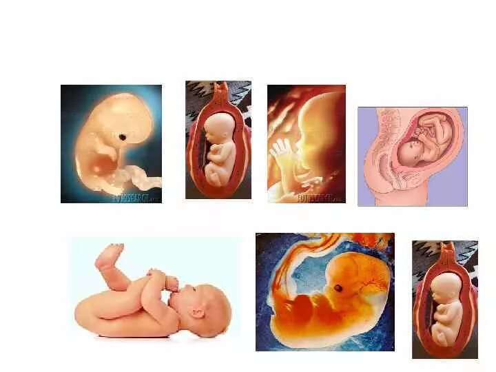 Эффект эмбриона. Факторы влияющие на эмбрион. Влияние вредных факторов на развитие плода. Эффект эмбриона. Влияние алкоголя на формирование плода.