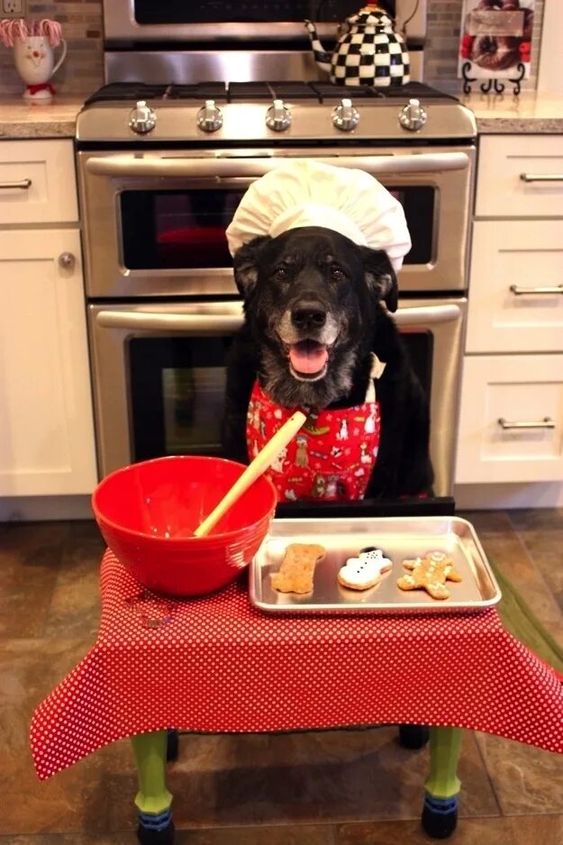 He cooks well. Собака на кухне. Прикольные кухни. Смешные собаки на кухне. Собака кушает.