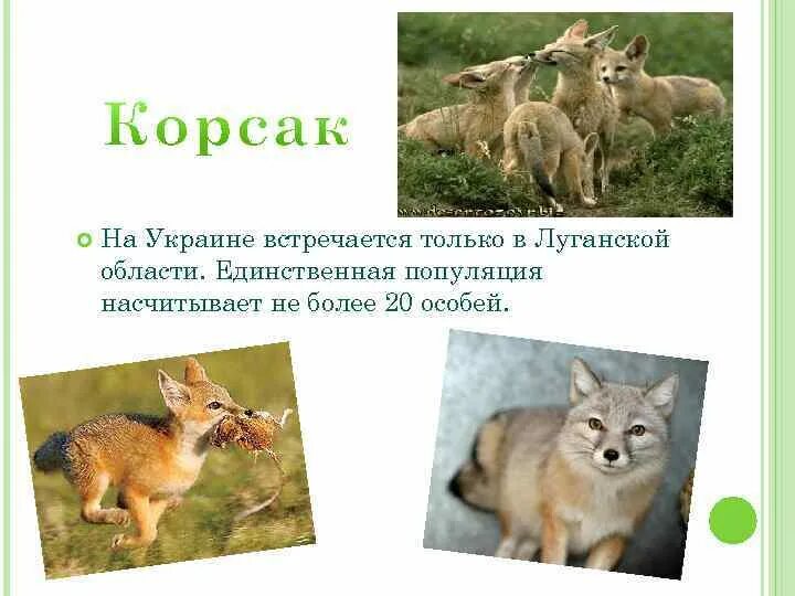 Корсак сообщение 4 класс окружающий мир