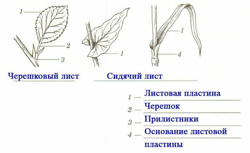 Внешнее строение листа черешковые сидячие. Строение листа сидячий и черешковый. Строение черешковых и сидячих листьев. Внешнее строение сидячего листа.